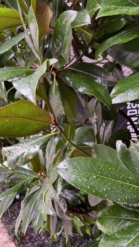 Raindrops fall on the large tropical leaves of the ficus Stock Footage 317846567