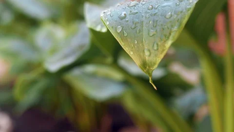 Raindrops fall from a leaf Stock Footage 108136853