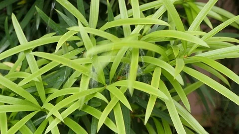 Raindrops fall on the leaves 스톡 동영상 91160247