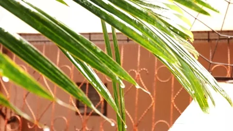 Raindrops fall on the leaves Stock Footage 155055302