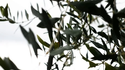 Raindrops fall onto the leaves of a olive tree. Stock Footage 88405056