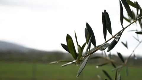 Raindrops fall onto the leaves of a olive tree. Stock Footage 88405745