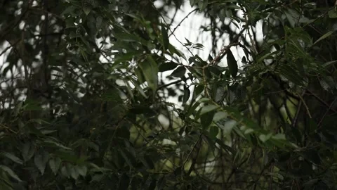Raindrops fall on the leaves of a tree Stock Footage 246543711