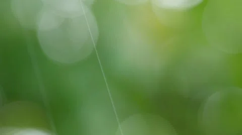Raindrops fall on maple leafs during a spring rainstorm rack focus Stock Footage 53462457