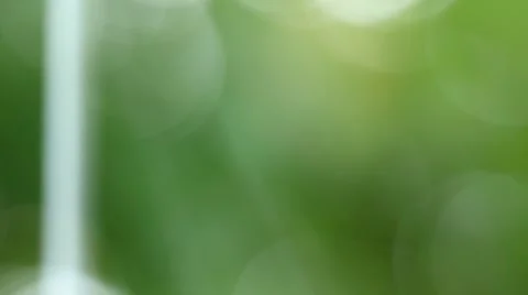 Raindrops fall on maple leafs during a spring rainstorm Stock Footage 53463134