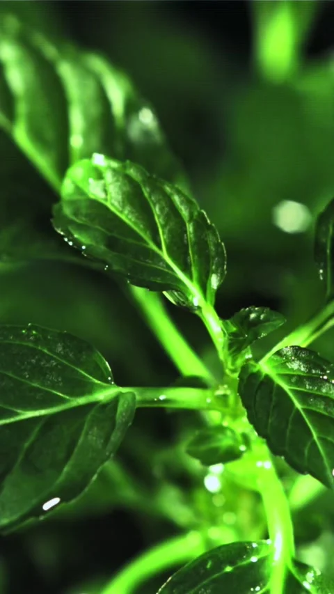 Raindrops fall on mint leaves. Filmed is slow motion 1000 fps Stock Footage 335291845