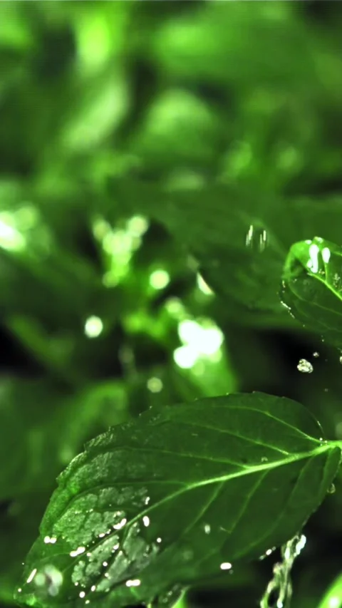 Raindrops fall on mint leaves. Filmed is slow motion 1000 fps Stock Footage 335292775