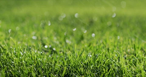 Raindrops fall on a neat green lawn. Static shot 4k video Stock Footage 250606530