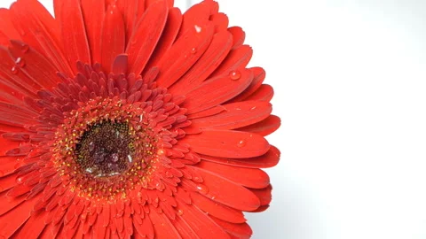 Raindrops fall on an open gerbera chamomile flower. Drops of water run down the Stock Footage 165040303