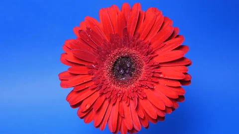 Raindrops fall on the opened gerbera daisy flower. Water droplets run down the Video stock 153972485