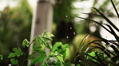 Raindrops fall over plants on a rainy day Stock Footage 36575647