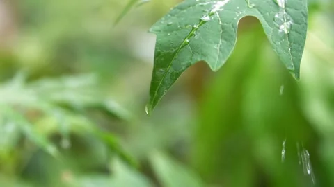 The raindrops fall in papaya leaf. Video stock 158532437