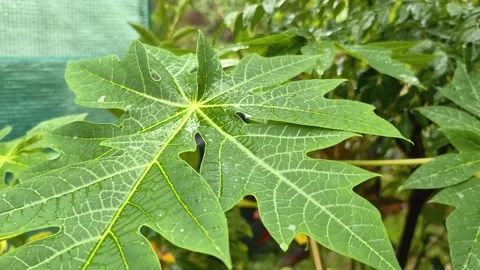 Raindrops fall on papaya leaves Stock Footage 327048331