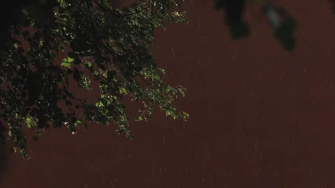 Raindrops fall past wet green leaves against a dark reddish background Stock Footage 340930564