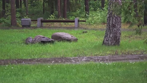 Raindrops fall on the paving stones in the summer Park. timelapse Stock Footage 133310170