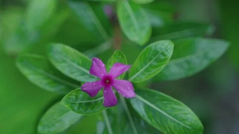 Raindrops fall on the periwinkle flower. Video stock 313236531
