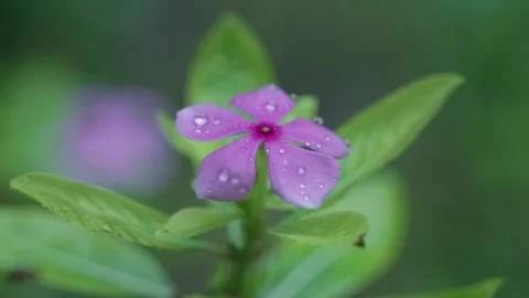 Raindrops fall on the periwinkle flower. Stock Footage 313236850