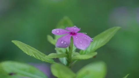 Raindrops fall on the periwinkle flower. Stock Footage 313236894