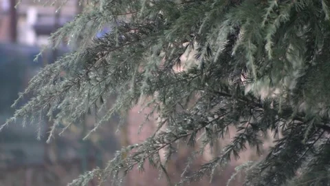 Raindrops fall from pine tree branches moved by the wind. Video stock 151155898