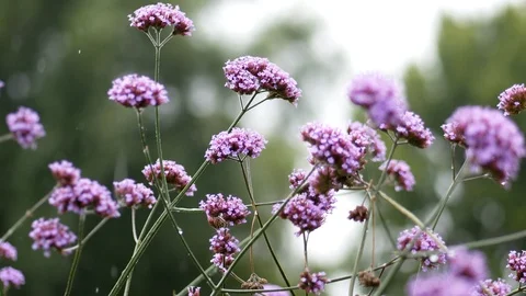 Raindrops fall on pink flowers in the park in spring Stock Footage 95117590