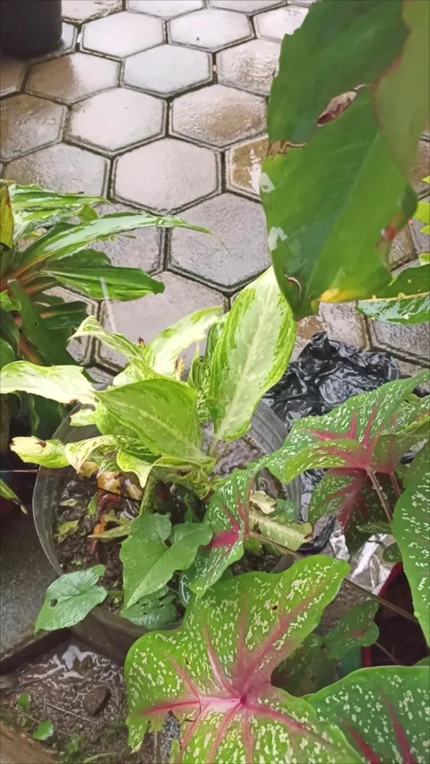 Raindrops that fall into plant pots Stock Footage 293902804