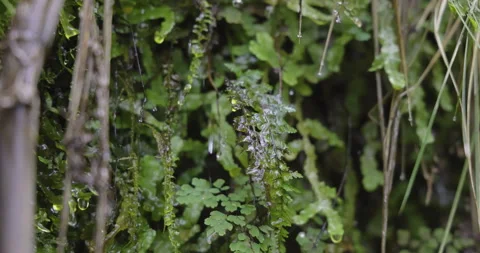 Raindrops fall on plants, 4K slomo Stock Footage 249748427