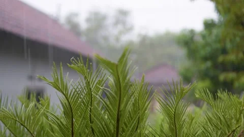 Raindrops fall on plants Stock-Footage 148161078