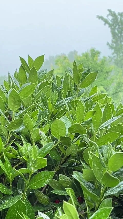 Raindrops fall on the plants Stock Footage 312967056