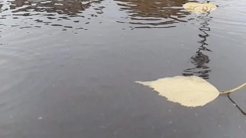 Raindrops fall into a puddle on an autumn day, super slow 960 fps Stock Footage 117037227