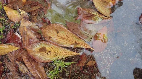 Raindrops fall into a puddle of fallen leaves in autumn Stock Footage 162055311