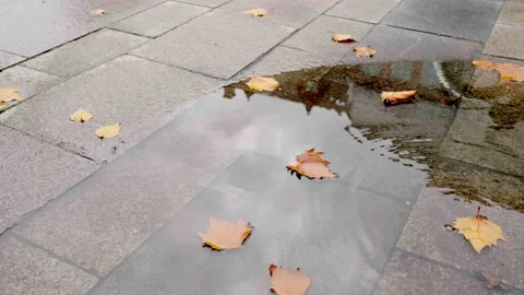 Raindrops fall into a puddle of fallen leaves in autumn, autumn leaves Video stock 180036176