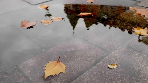 Raindrops fall into a puddle of fallen leaves in autumn, autumn leaves Video stock 180036387