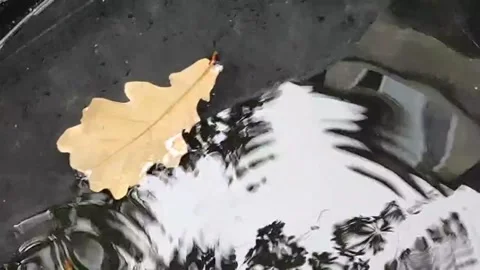 Raindrops fall into a puddle Stock Footage 318244317
