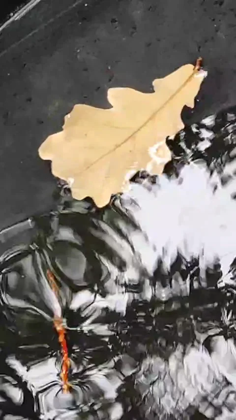 Raindrops fall into a puddle Stock Footage 318244324