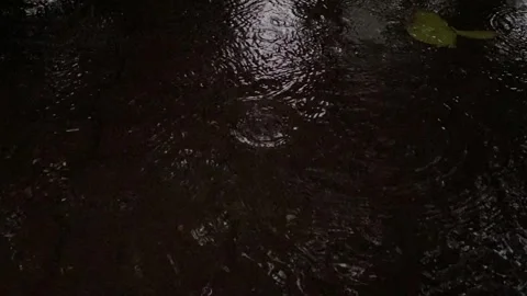 Raindrops fall into puddle Stock Footage 326310498