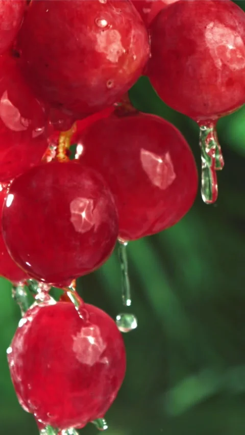 Raindrops fall on red grapes. Filmed on a high-speed camera at 1000 fps Stock Footage 335302575