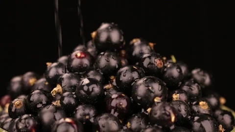 Raindrops fall on a rotating pile of ripe black currants. Isolated Stock Footage 109051226