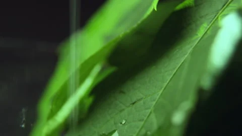 Raindrops fall saturating green foliage with moisture macro Stock Footage 231218654