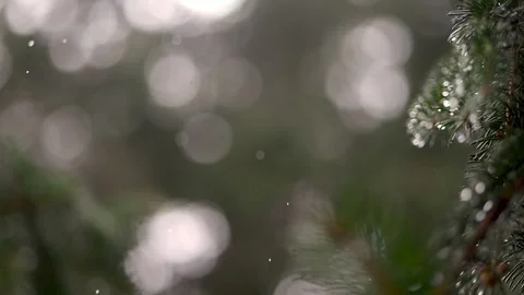 Raindrops fall in slow motion against blurred trees; shallow focus reveals .. Stock Footage 254772390