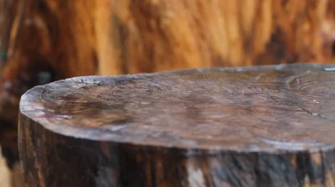 Raindrops fall on the stump. another angle Stock Footage 56443032
