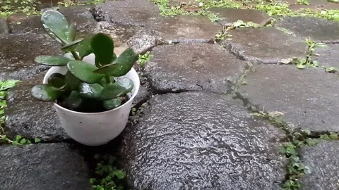 Raindrops fall on succulent plants. Oct 20,2024 库存影片 288722855