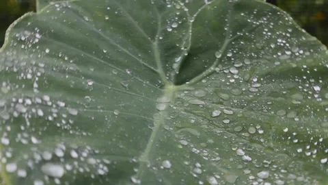 Raindrops fall on taro leaves Stock Footage 219602427