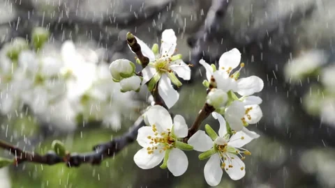 Raindrops fall on a tree branch with white flowers. Stock Footage 152872265