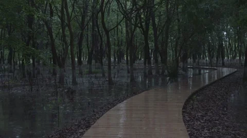 Raindrops fall upon the healing suspension bridge Stock Footage 336647688