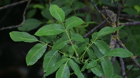 Raindrops fall on a walnut branch. Lightning. Stock Footage 156616462