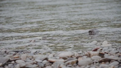 Raindrops fall into the water of a mountain river Stock Footage 120493391