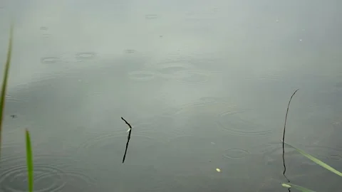 Raindrops fall on the water surface, evening time. Stock-Footage 130854669