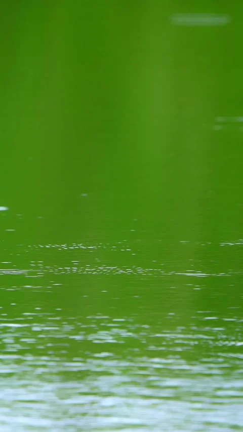 Raindrops fall on the water surface Stock Footage 335277855
