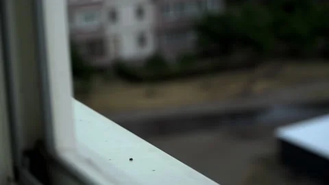 Raindrops Fall on the Window and Window Sill, Flowing Down Stock Footage 201208164