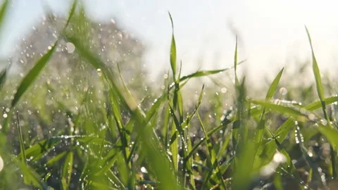 Raindrops fall on young wheat sprouts. Slow motion. Stock Footage 154332331